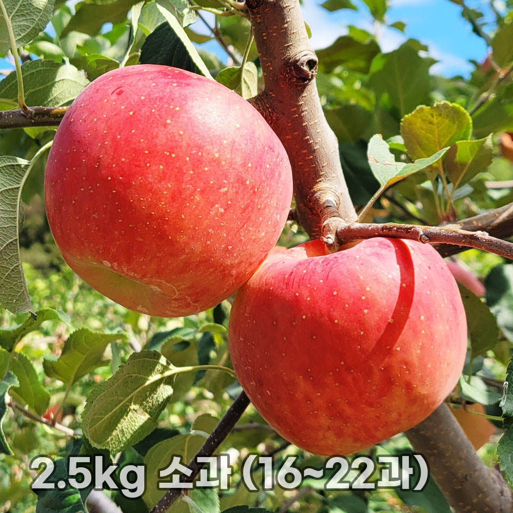 달옥농산 부사(보조개) 사과 2.5kg 소과 (16~22과)