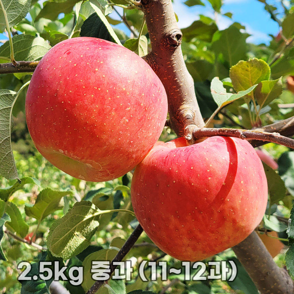 달옥농산 부사(보조개) 사과 2.5kg 중과 (11~12과)