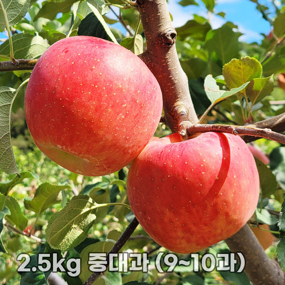 달옥농산 부사(보조개) 사과 2.5kg 중대과 (9~10과)