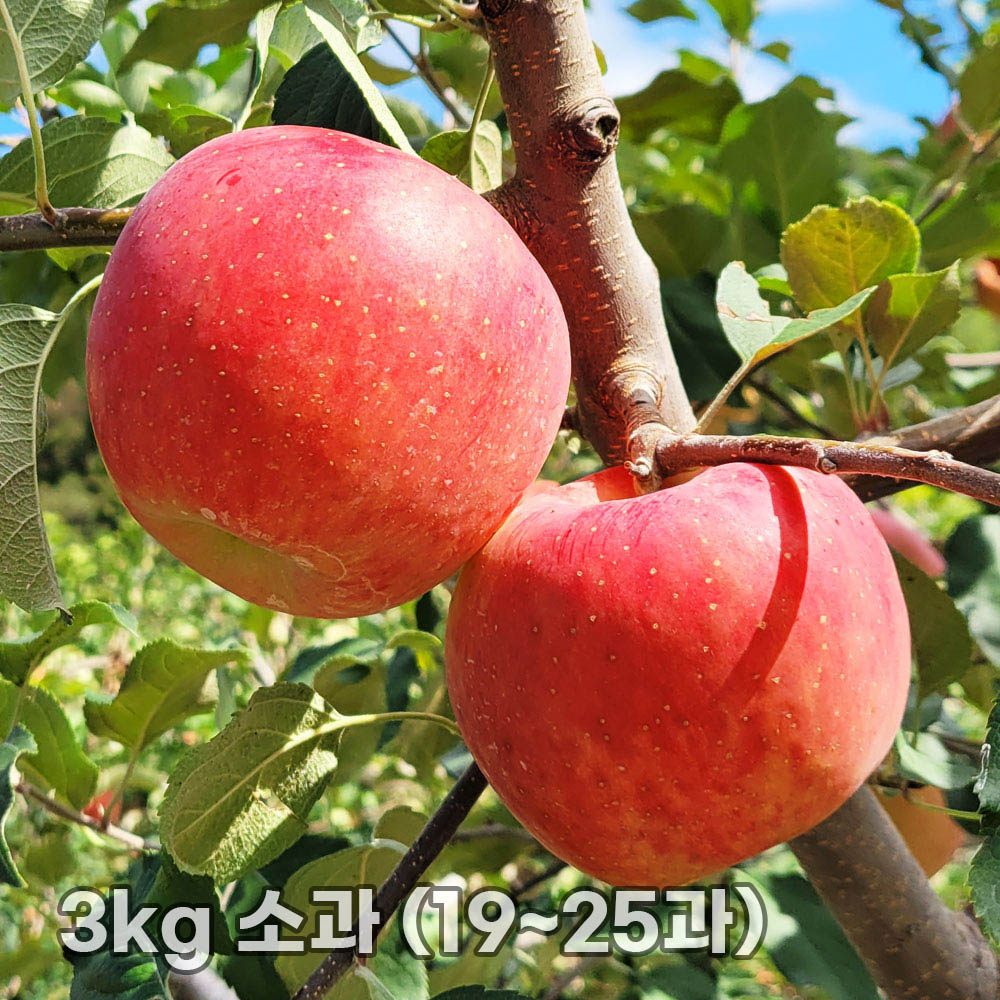 달옥농산 부사(보조개) 사과 3kg 소과 (19~25과)