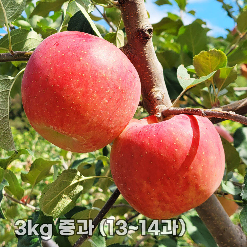 달옥농산 부사(보조개) 사과 3kg 중과 (13~14과)