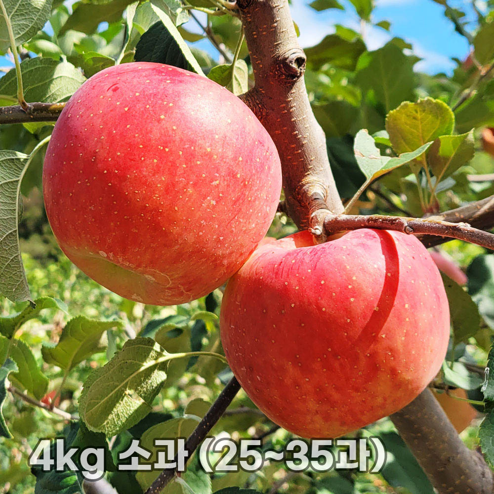 달옥농산 부사(보조개) 사과 4kg 소과 (25~35과)