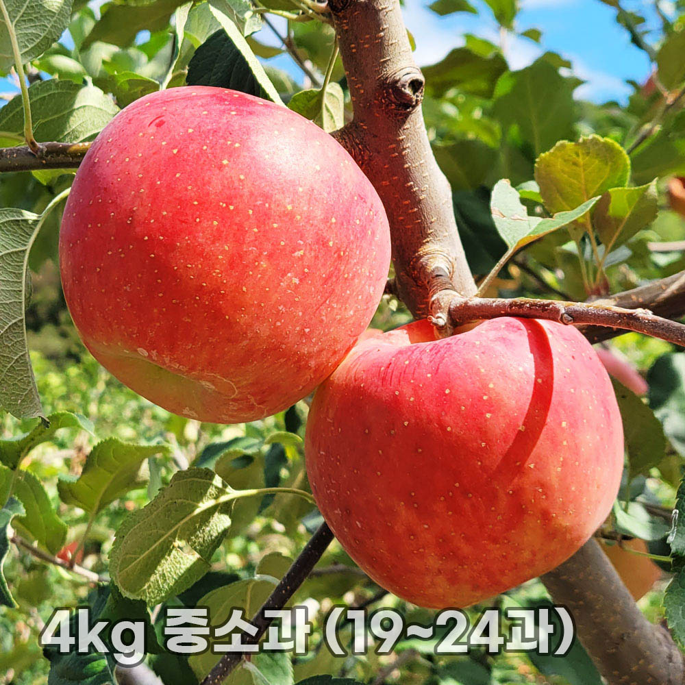 달옥농산 부사(보조개) 사과 4kg 중소과 (19~24과)