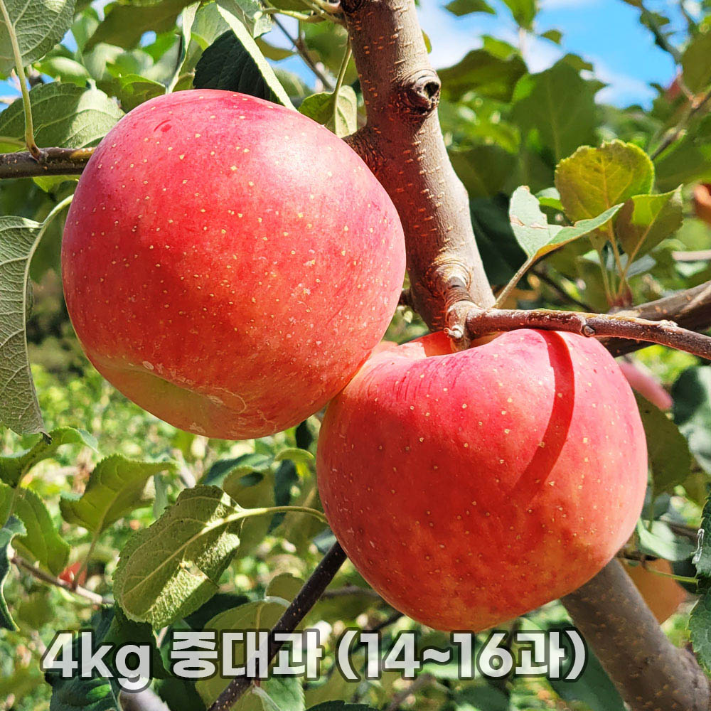 달옥농산 부사(보조개) 사과 4kg 중대과 (14~16과)