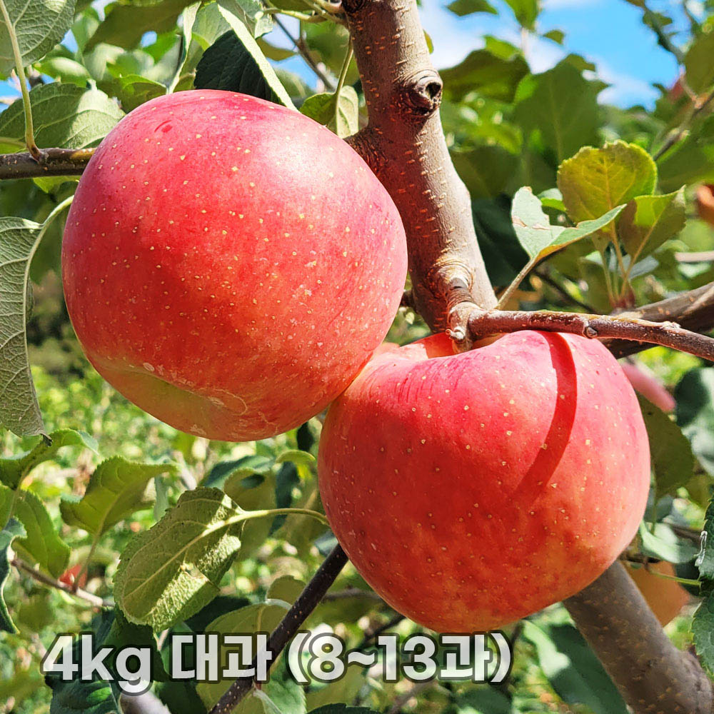 달옥농산 부사(보조개) 사과 4kg 대과 (8~13과)