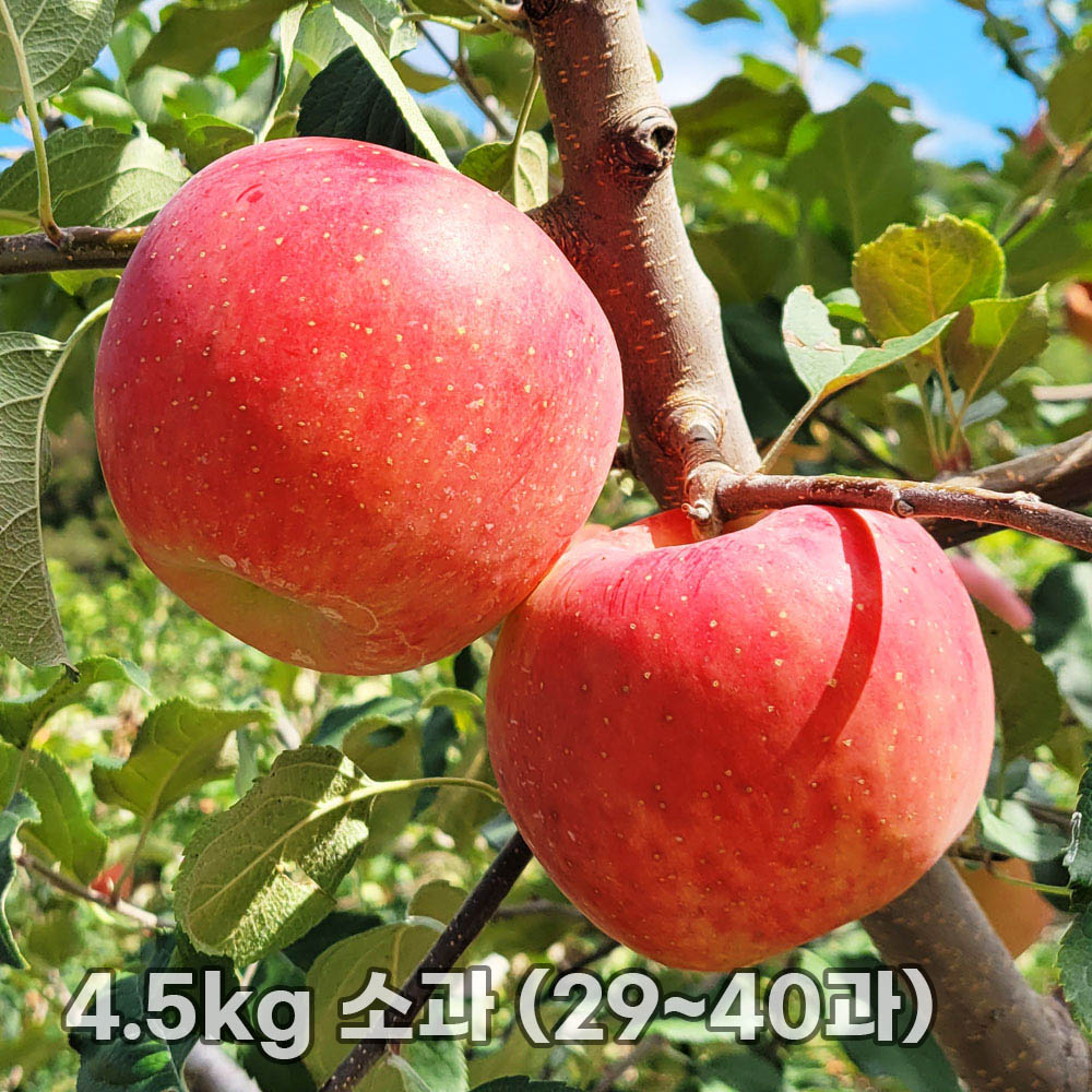 달옥농산 부사(보조개) 사과 4.5kg 소과 (29~40과)