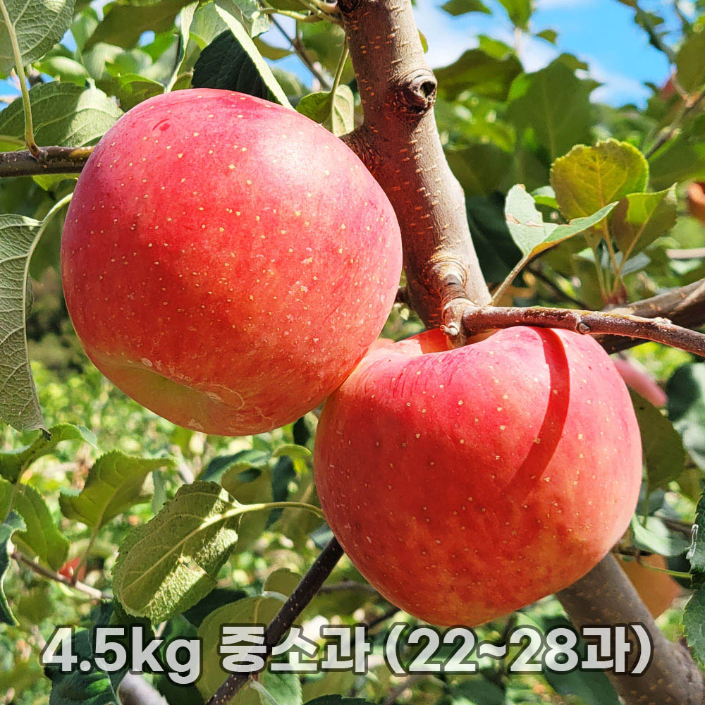 달옥농산 부사(보조개) 사과 4.5kg 중소과 (22~28과)