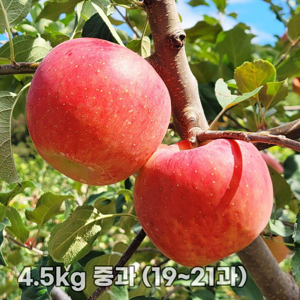 달옥농산 부사(보조개) 사과 4.5kg 중과 (19~21과)