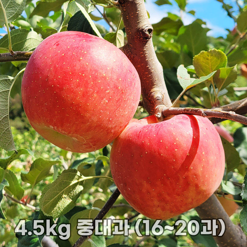 달옥농산 부사(보조개) 사과 4.5kg 중대과 (16~20과)