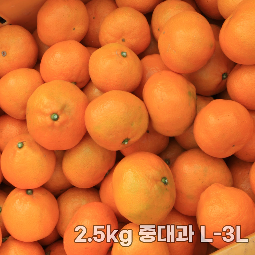 제주직송 조생감귤 실중량 2.5kg 중대과 L-3L