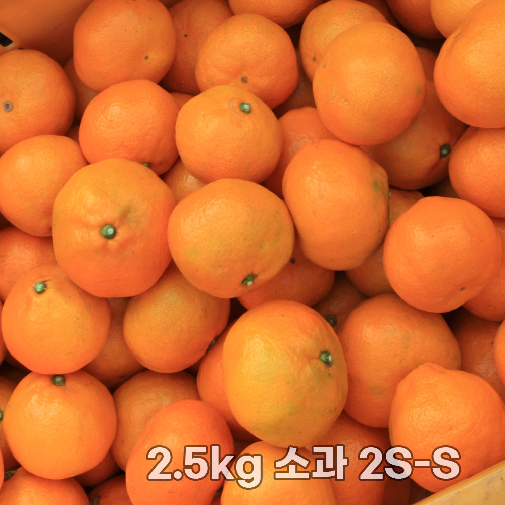 제주직송 조생감귤 실중량 2.5kg 소과 2S-S