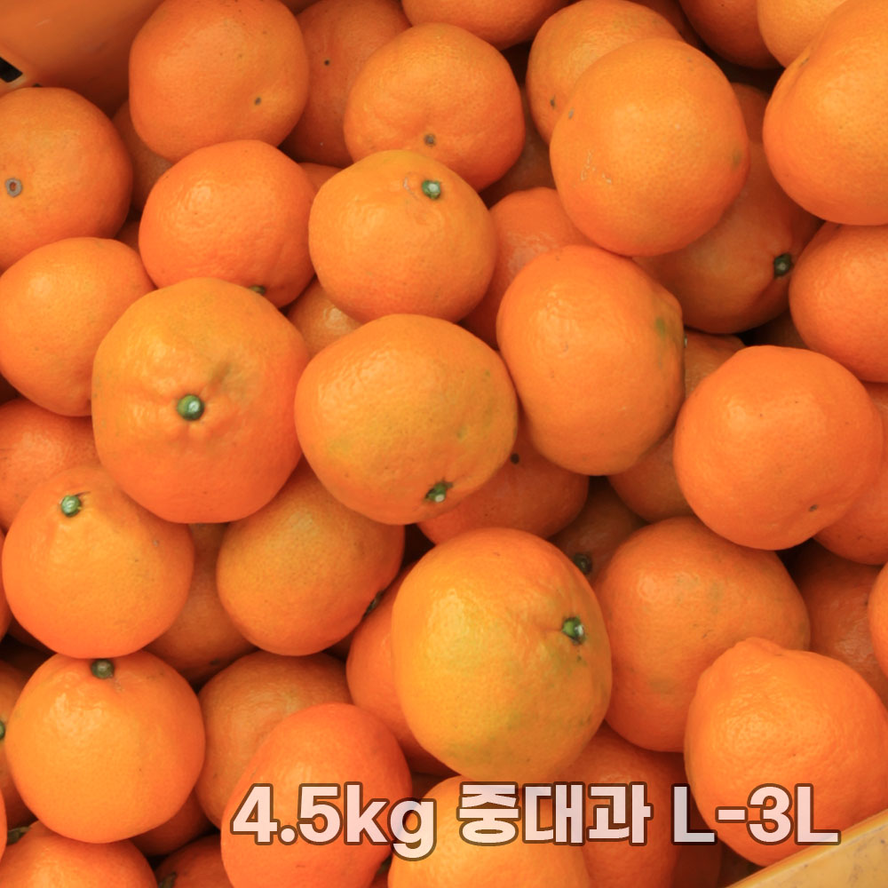 제주직송 조생감귤 실중량 4.5kg 중대과 L-3L