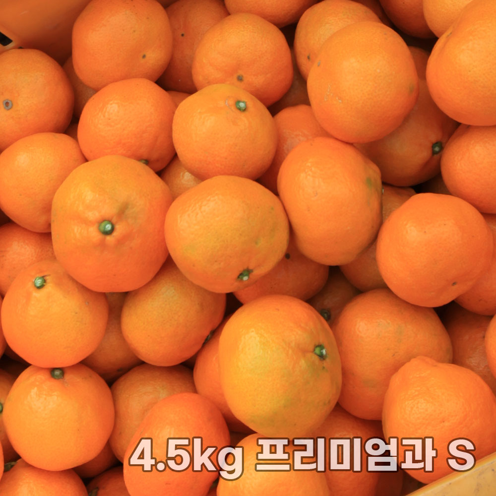 제주직송 조생감귤 실중량 4.5kg 프리미엄과 S