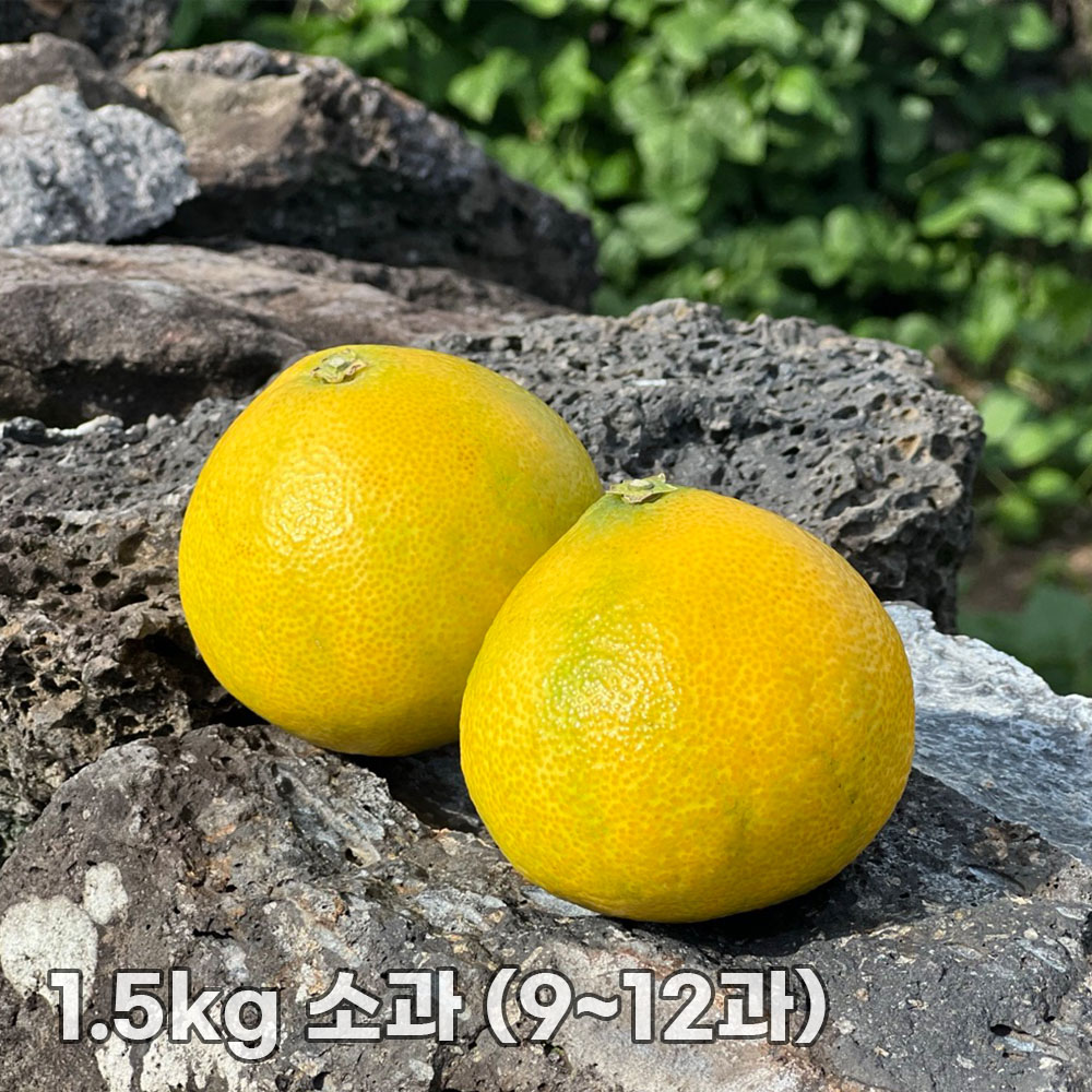 제주직송 황금향 가정용 실중량 1.5kg 소과 (9~12과)