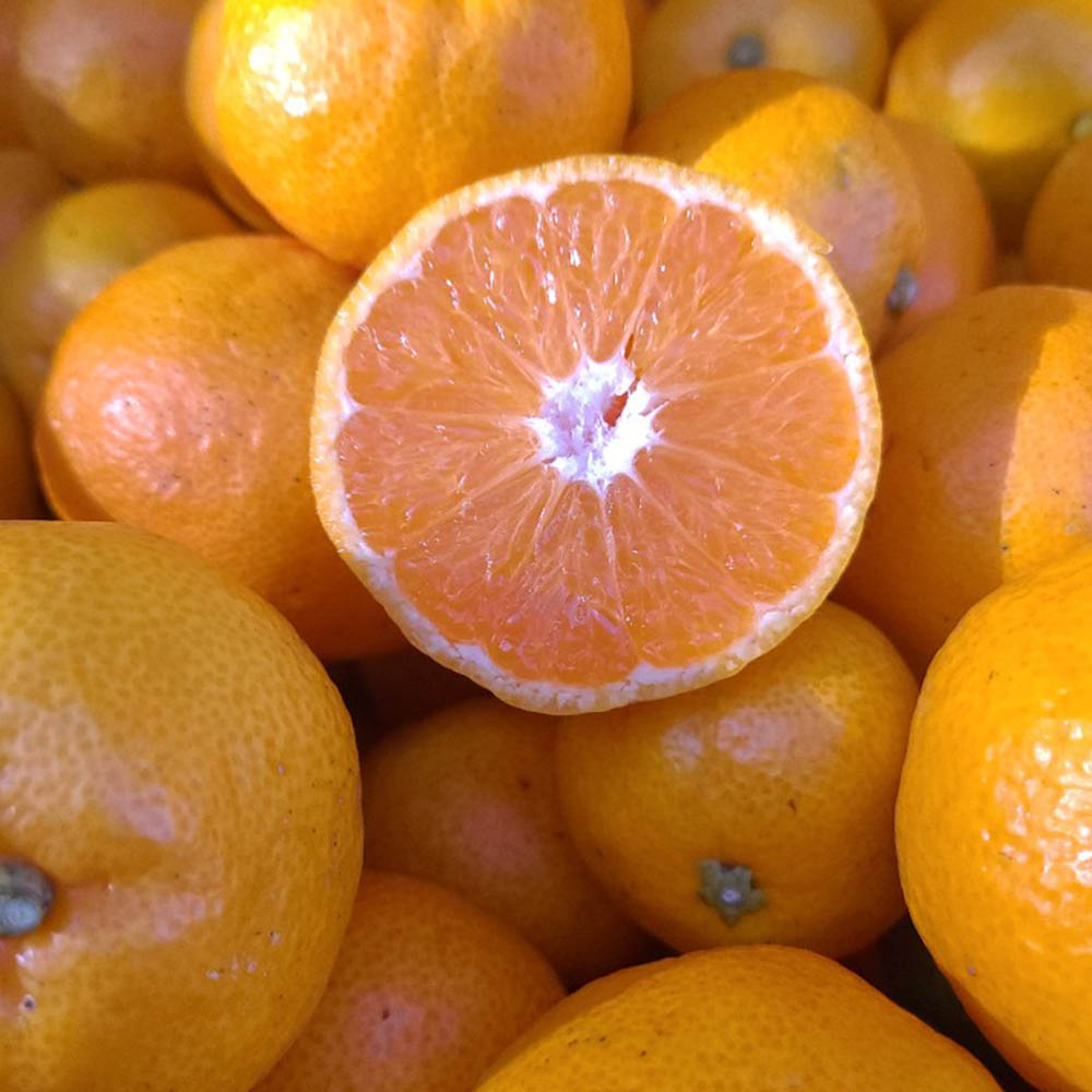 25년 상큼탱글 제철 제주직송 조생 감귤 실중량 9kg 내외 소과(2S-S)