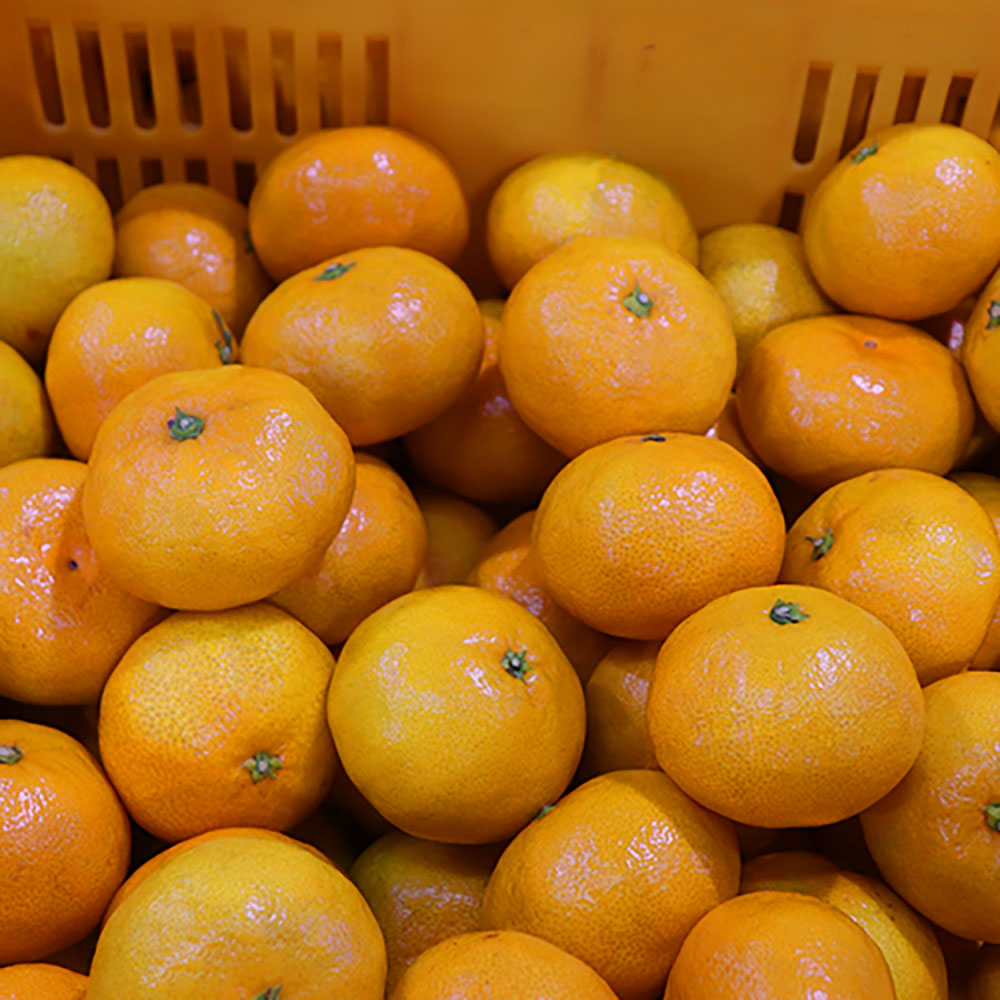 맛좋수다 프리미엄 노지조생감귤 중과 (L이상) 5KG