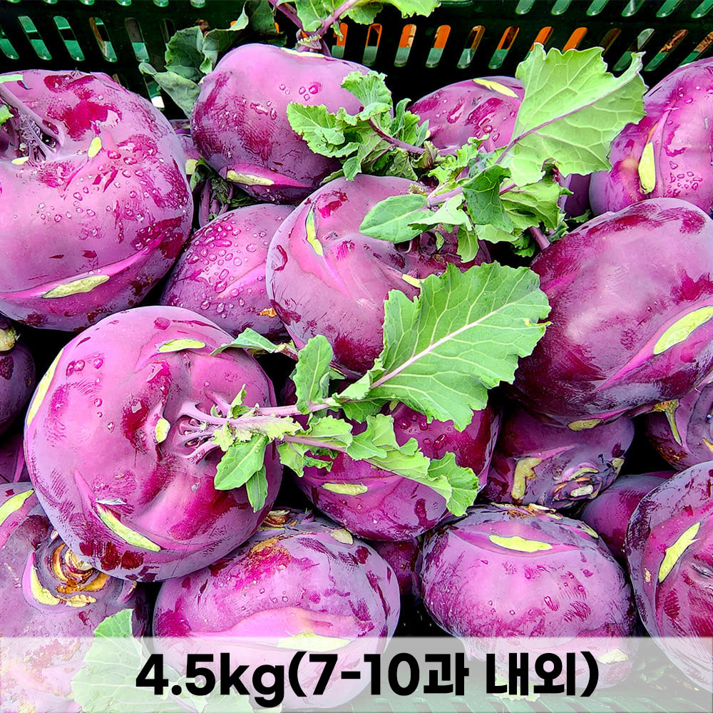 농장직송 제주 콜라비 특품 로얄과 4.5kg (7-10과 내외)