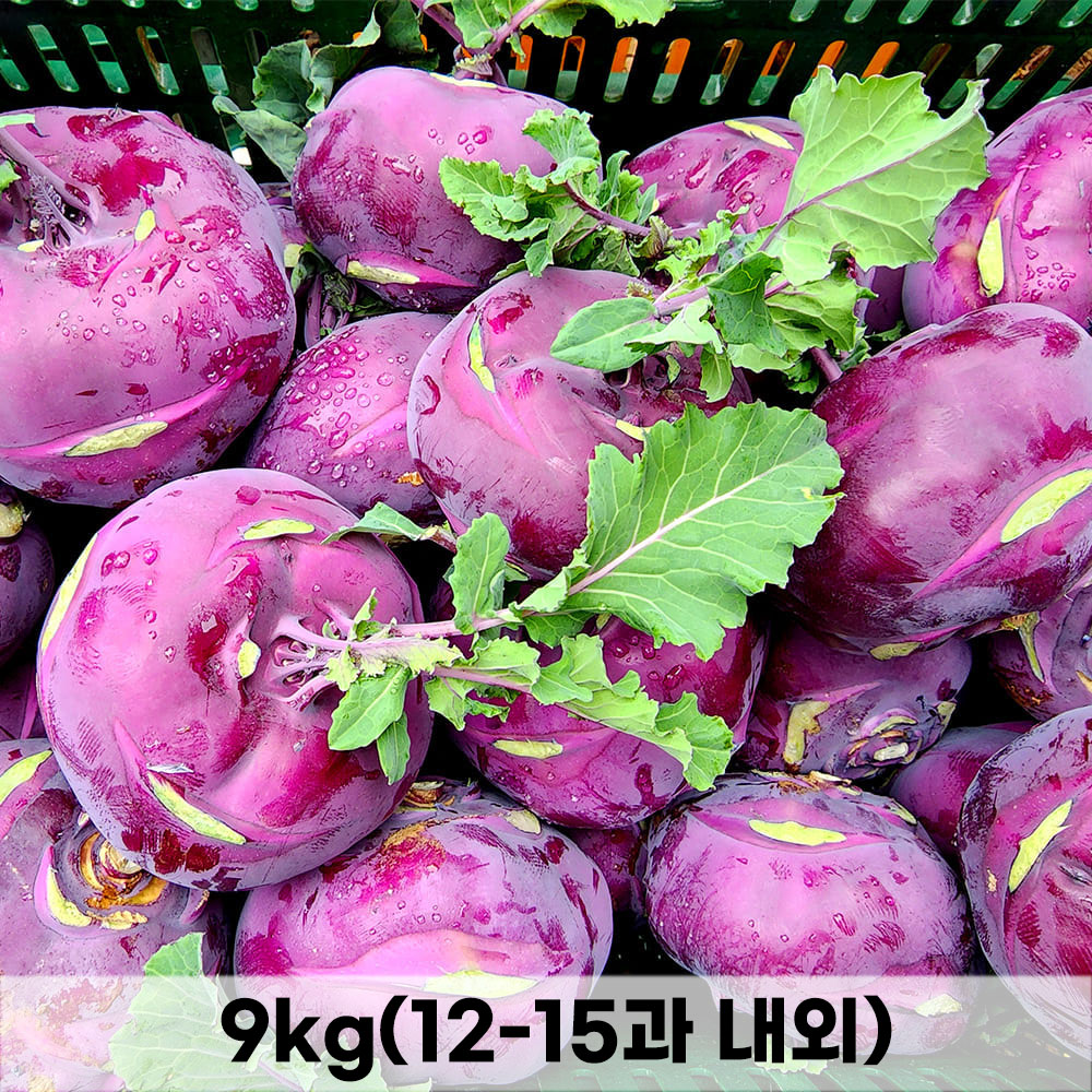 농장직송 제주 콜라비 특품 로얄과 9kg (12-15과 내외)