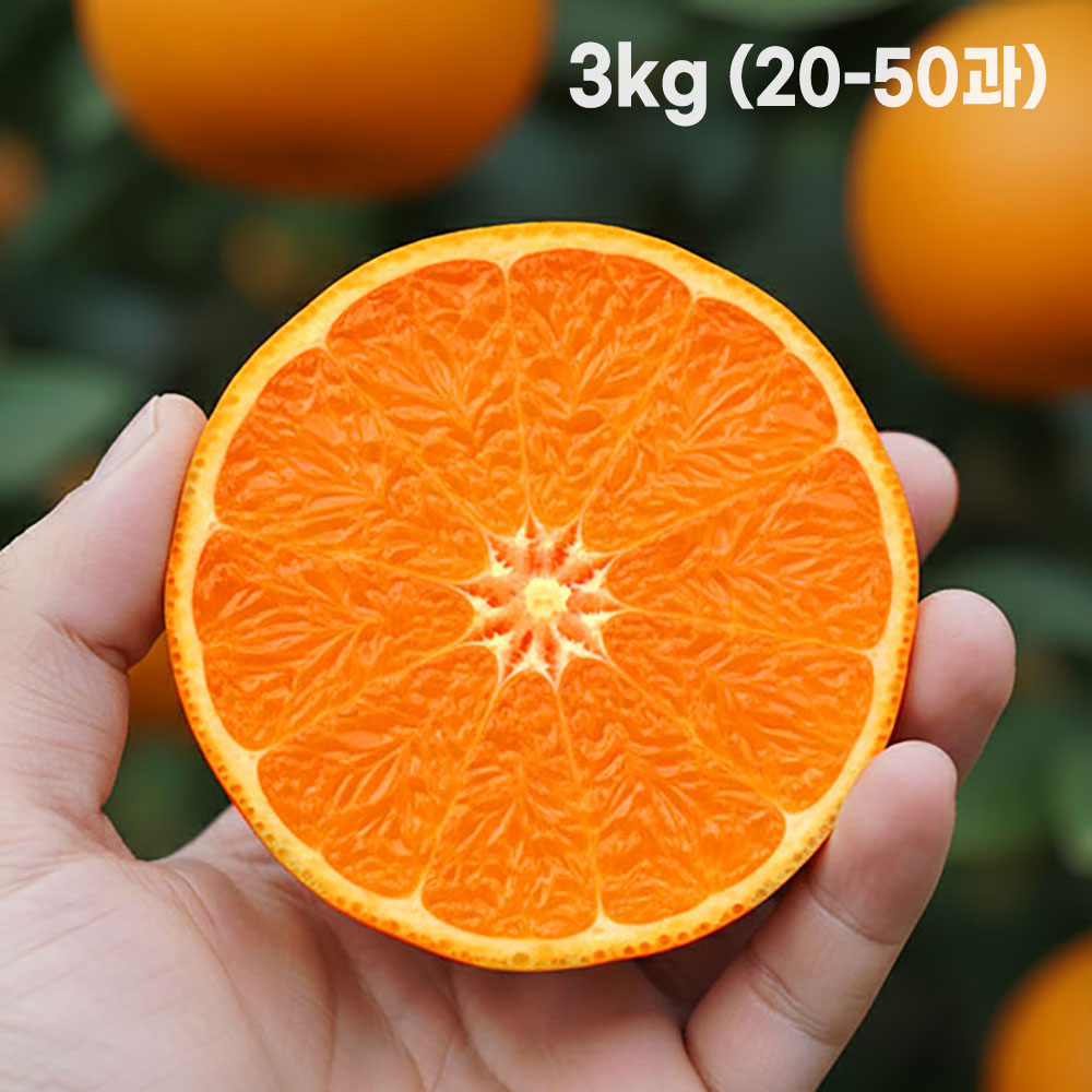 [형원농장] 제주에서 온 레드 오렌지 감귤 홍매향 3kg (20~50과)