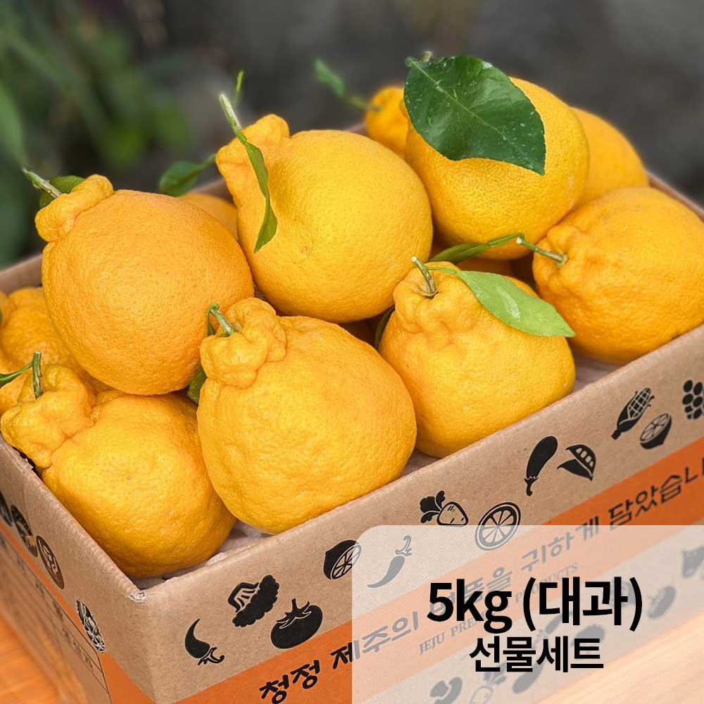 [햇땅] 제주 한라봉 프리미엄 선물세트 5KG 대과(10-17과 내외)