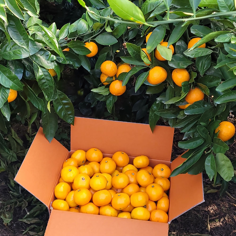 GAP 스테비아농법 웰빙감귤 10kg 혼합(2S-L)