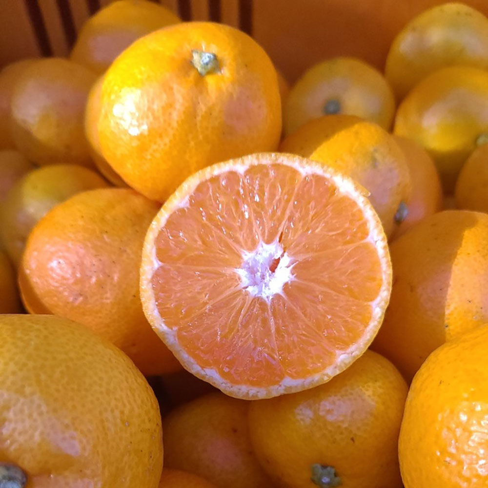 GAP 스테비아농법 웰빙감귤 3kg 혼합(2S-L)