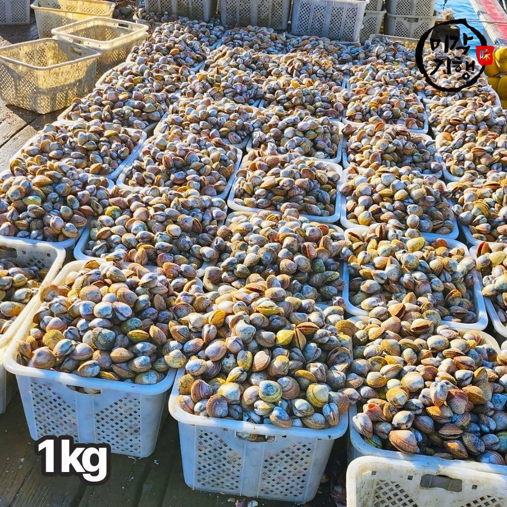 미각기행 청정 바다 여수에서 당일손질 한 검정새조개 1kg