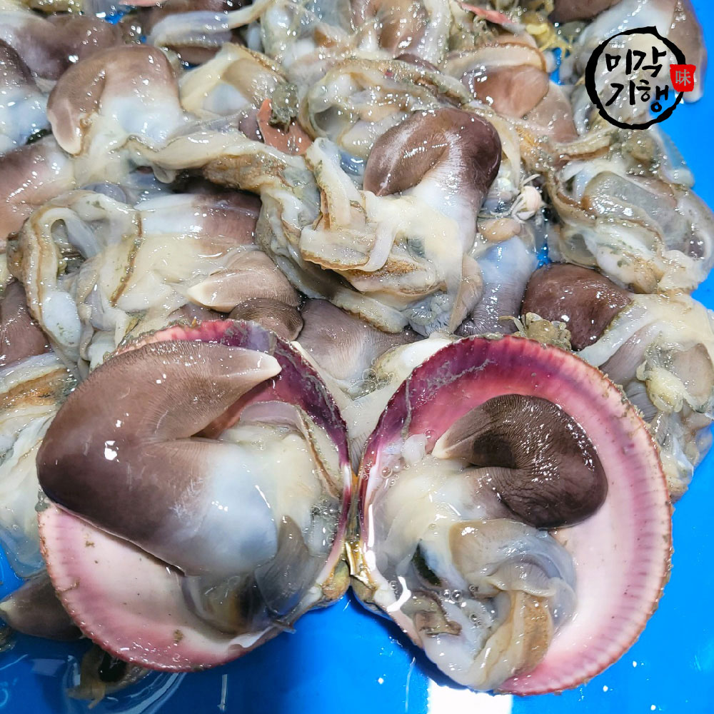 미각기행 청정 바다 여수에서 당일손질 한 검정새조개 800g