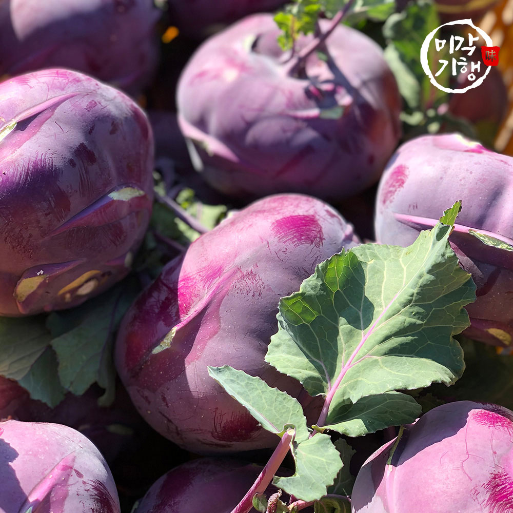 미각기행 제주도에서 자란 프리미엄 콜라비 정품 혼합과 5kg(280-780g 내외)