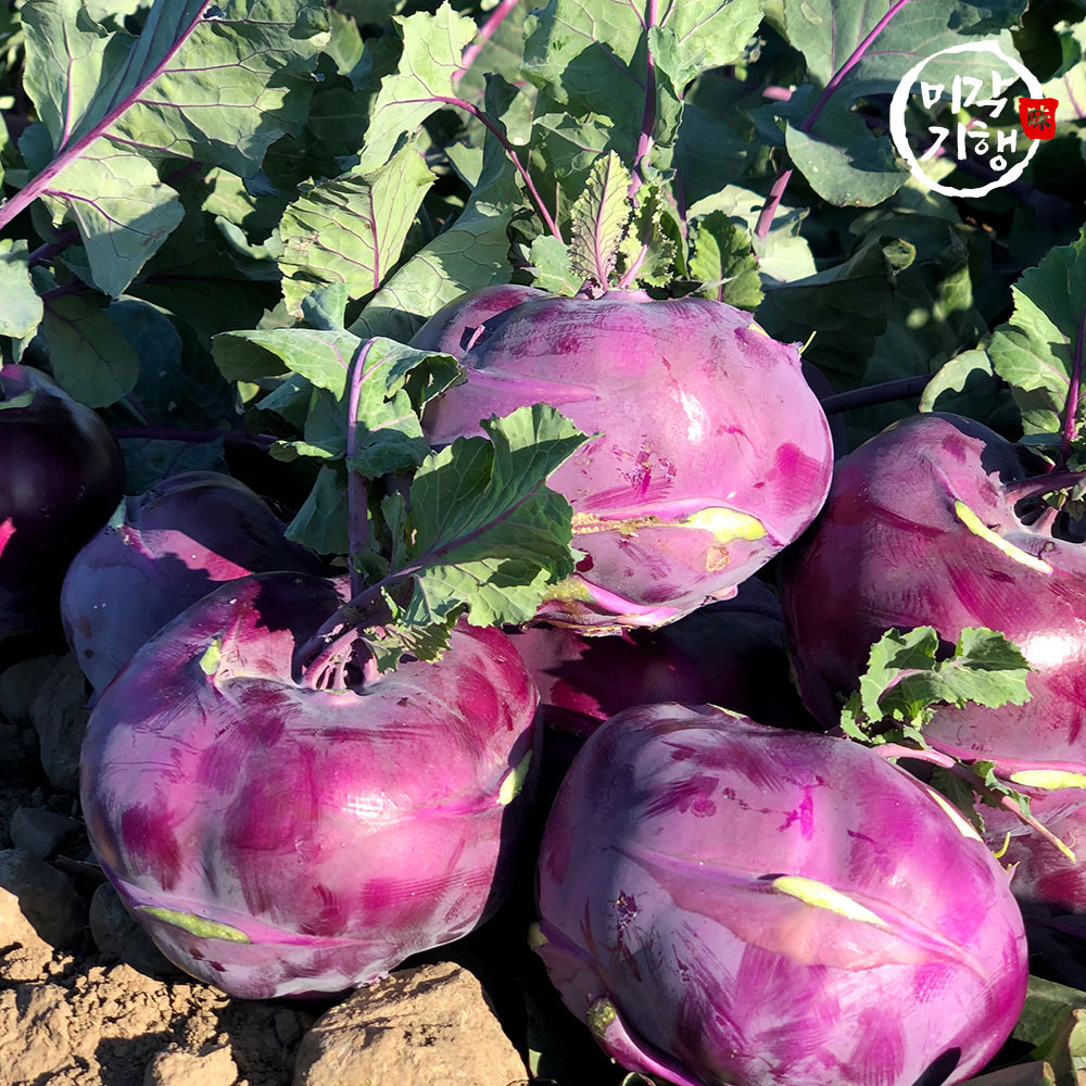 미각기행 제주도에서 자란 프리미엄 콜라비 정품 혼합과 10kg(280-780g 내외)