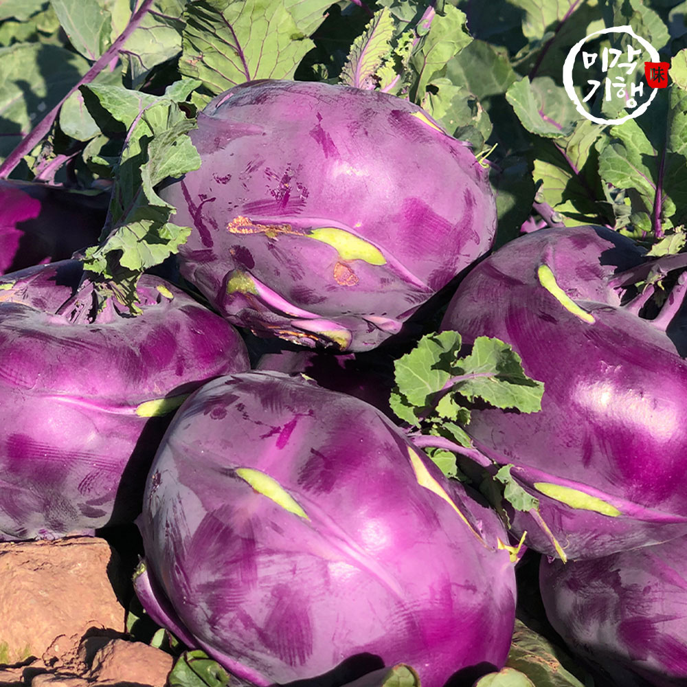 미각기행 제주도에서 자란 프리미엄 콜라비 정품 로얄과 3kg(550-600g 내외)