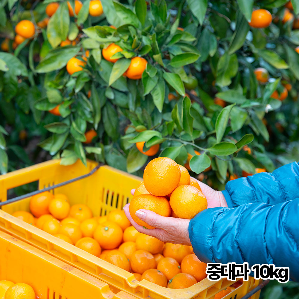 제주직송 하우스 고당도 명품 레드향 10kg 중대과