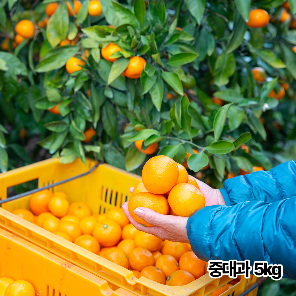 제주직송 하우스 고당도 명품 레드향 5kg 중대과