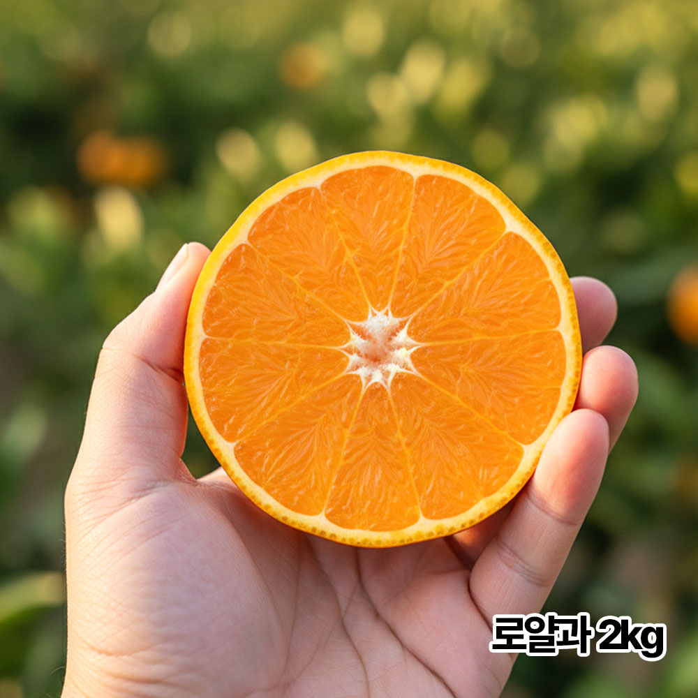 제주직송 하우스 고당도 명품 레드향 2kg 로얄과