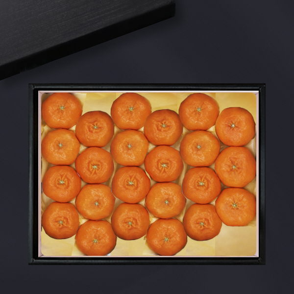 [브라이트데이] 제주 천혜향 4.5kg 선물세트(12-23과) 26s_gn_06