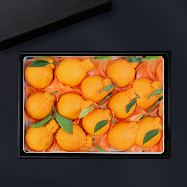 [브라이트데이] 제주 한라봉 2.5kg 선물세트(6-13과) 26s_gn_01