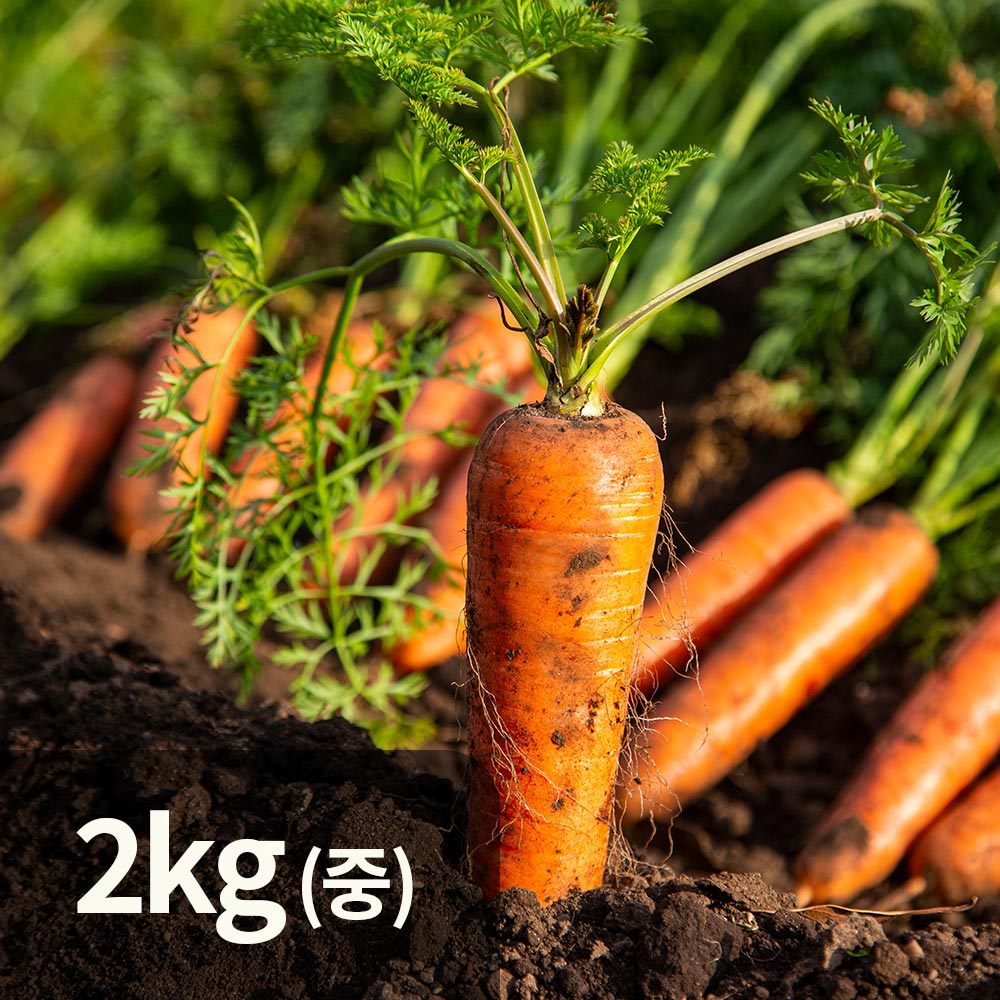 제주 흙 햇 생 구좌 당근 중 2kg