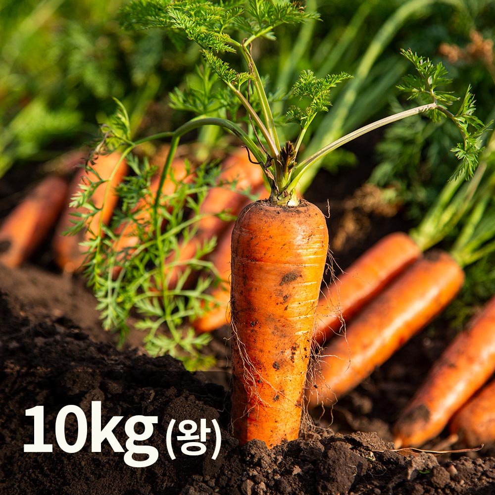 제주 흙 햇 생 구좌 당근 왕 10kg