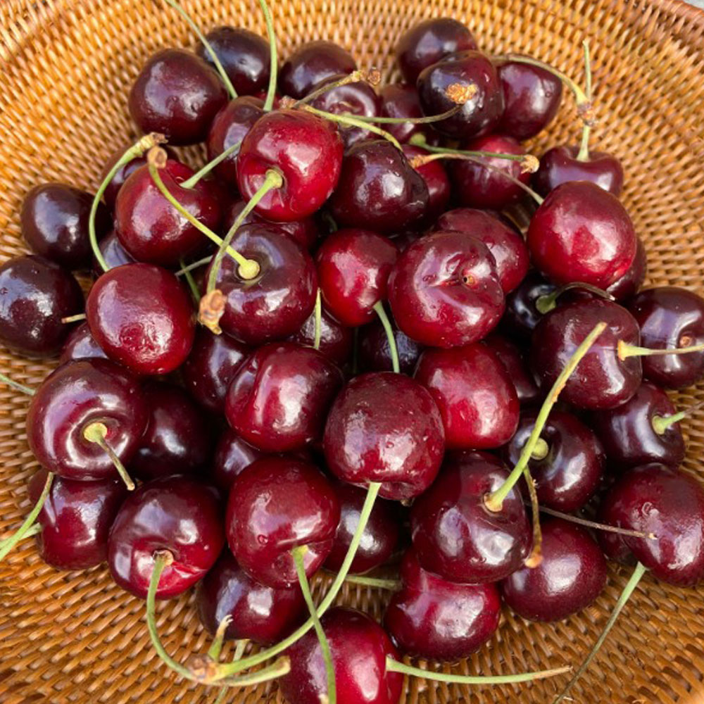 [흙이음] 칠레산 생 체리 9.5R (특대) 1kg / 28mm