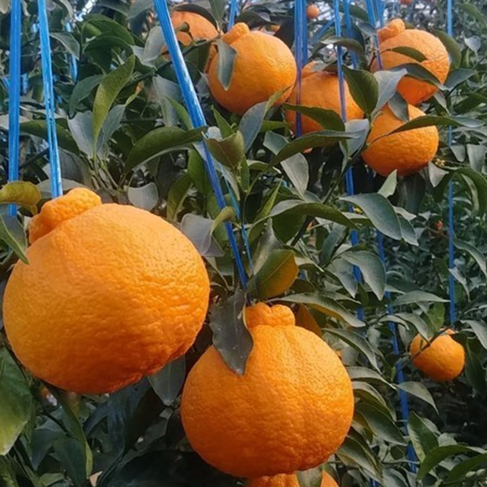 농장직송 고당도 한라봉 소과 4.5kg