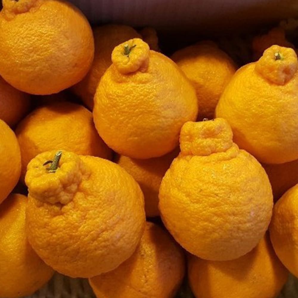 농장직송 고당도 한라봉 중과 4.5kg(12과내외)