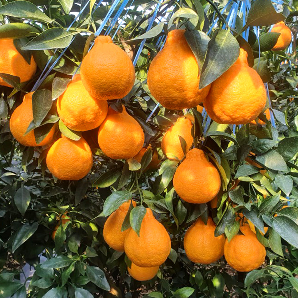 농장직송 고당도 한라봉 대과 2.5kg (9과내외)