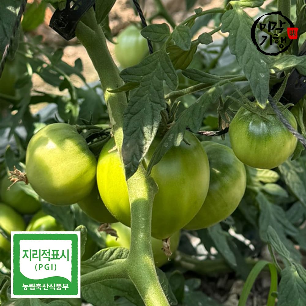 [미각기행] 농장직송 당일수확 프리미엄 대저 짭짤이 토마토 (3S-S) 2.5kg
