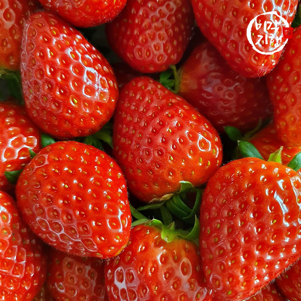 [미각기행] 논산 고당도 프리미엄 설향 딸기 한입과 700g(40구-42구)