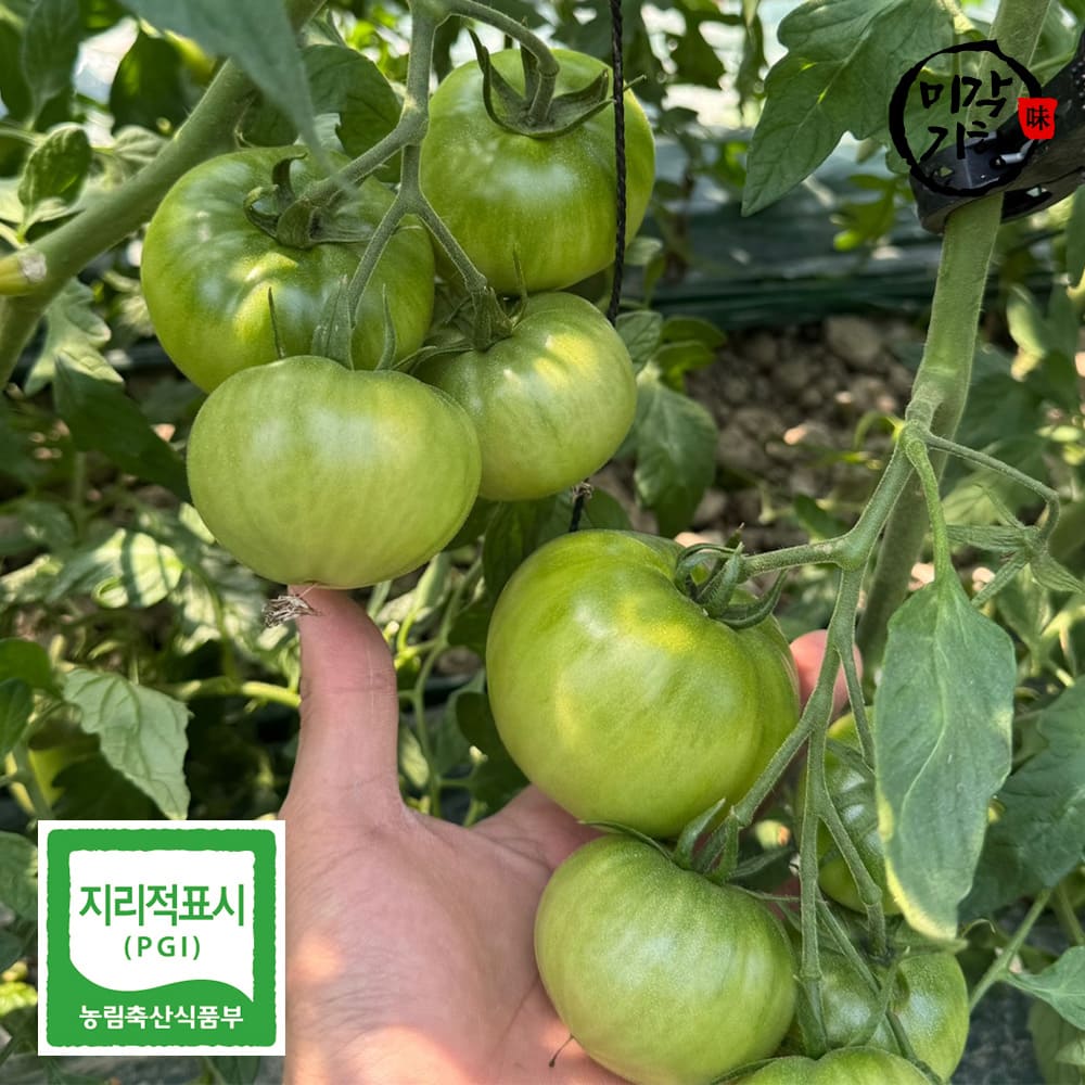 [미각기행] 농장직송 당일수확 프리미엄 대저 짭짤이 토마토 (3S-S) 1kg
