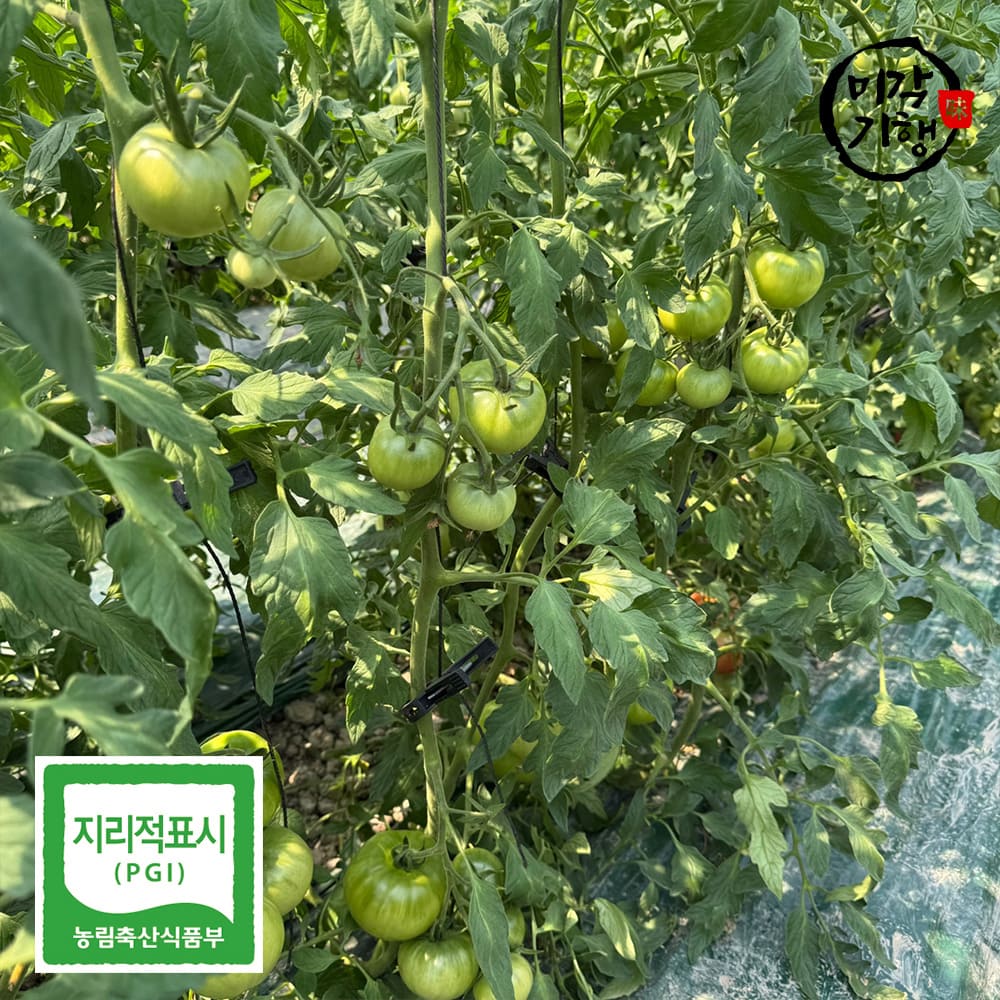 [미각기행] 농장직송 당일수확 프리미엄 정품 대저 짭짤이 토마토 (L-2L) 1kg