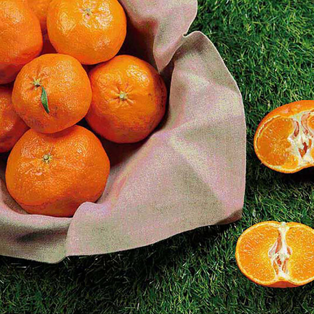 제주하우스 벨롱벨롱 레드향 선물세트 2.5kg (12과 내외)