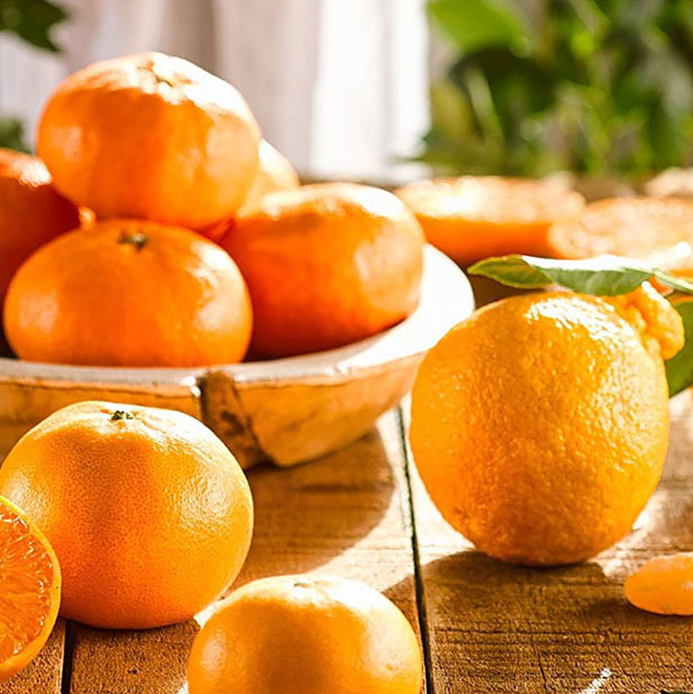 제주하우스 혼합(레드향+한라봉+천혜향)실속세트 5k(15-20과)