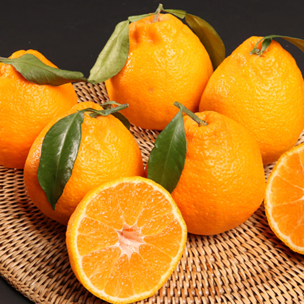 제주하우스 벨롱벨롱 제주 한라봉 선물세트 2.5kg (14과 내외)