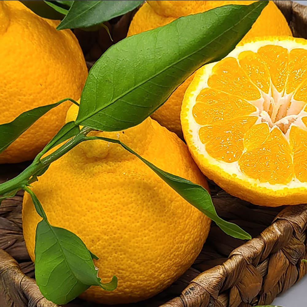 특품 한라봉 4kg (벌크포장 중대과 18~22과 개당 180~220g)